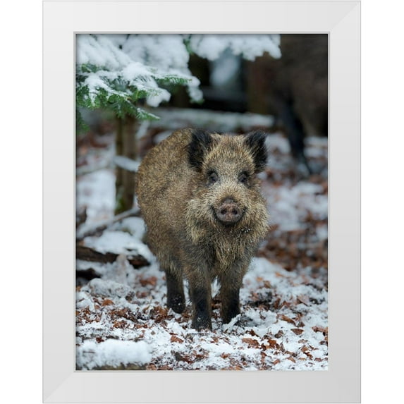 Zwick, Martin 19x24 White Modern Wood Framed Museum Art Print Titled - Wild boar during winter in high forest Bavarian Forest National Park Germany-Bavaria