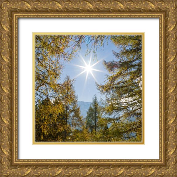 Zwick, Martin 20x20 Gold Ornate Wood Framed with Double Matting Museum Art Print Titled - Mountain forest with European Larch-Larix decidua-in the dolomites of South Tyrol-Alto Adige in the