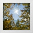 thumbnail image 1 of Zwick, Martin 20x20 White Modern Wood Framed Museum Art Print Titled - Mountain forest with European Larch-Larix decidua-in the dolomites of South Tyrol-Alto Adige in the, 1 of 4