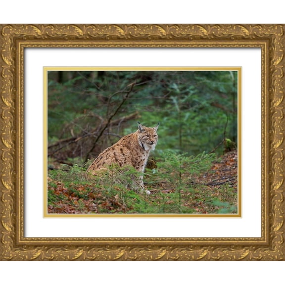 Zwick, Martin 24x19 Gold Ornate Wood Framed with Double Matting Museum Art Print Titled - Eurasian Lynx (Lynx lynx ) during winter Bavarian Forest National Park Germany-Bavaria