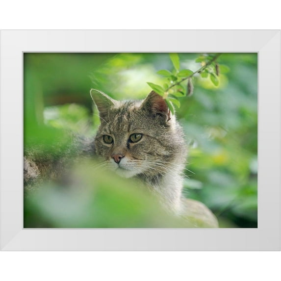 Zwick, Martin 24x19 White Modern Wood Framed Museum Art Print Titled - European wildcat in Wildkatzendorf Huetscheroda (wildcat village)-Hainich-Thuringia-Germany