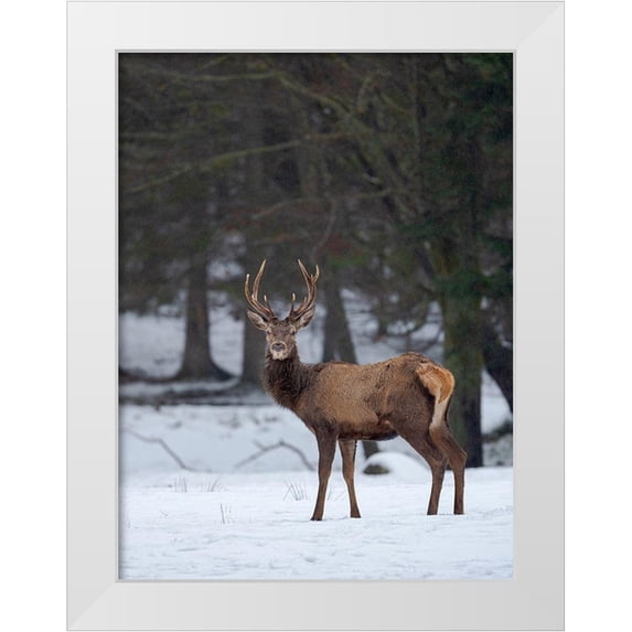 Zwick, Martin 25x32 White Modern Wood Framed Museum Art Print Titled - Red deer (Cervus elaphus) during winter Bavarian Forest National Park Germany-Bavaria
