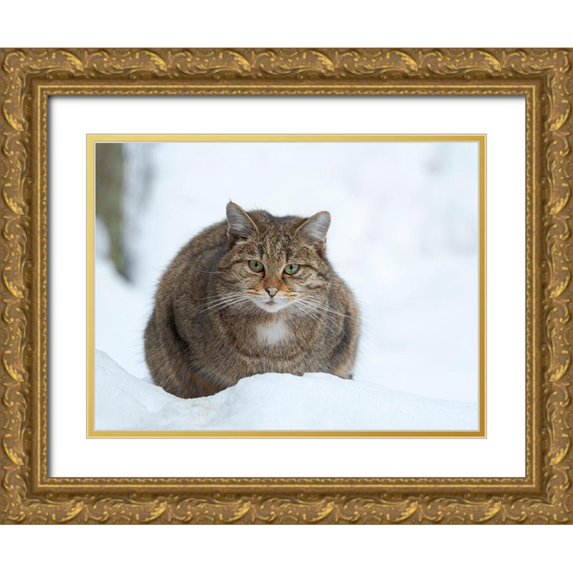 Zwick, Martin 32x25 Gold Ornate Wood Framed with Double Matting Museum Art Print Titled - European wildcat during winter in deep snow in National Park Bavarian Forest Germany-Bavaria