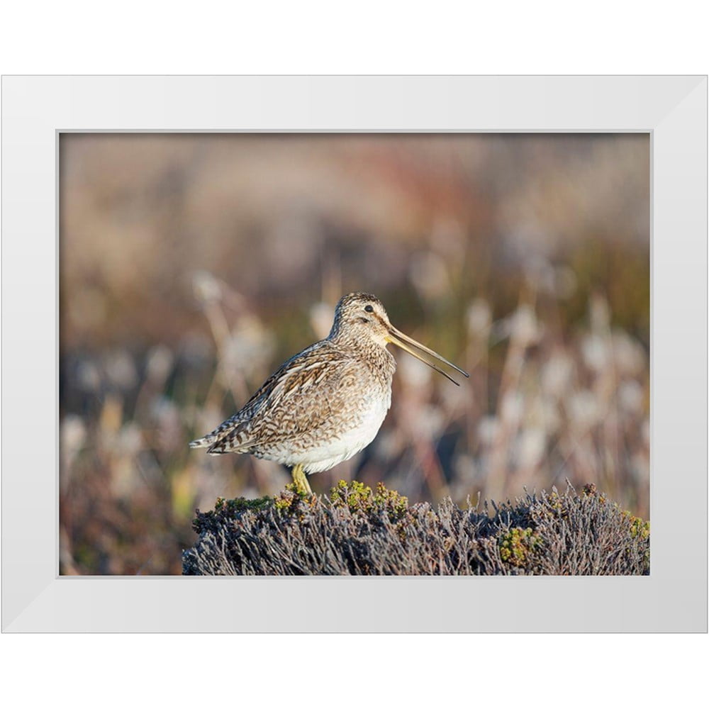 Zwick, Martin 32x25 White Modern Wood Framed Museum Art Print Titled ...