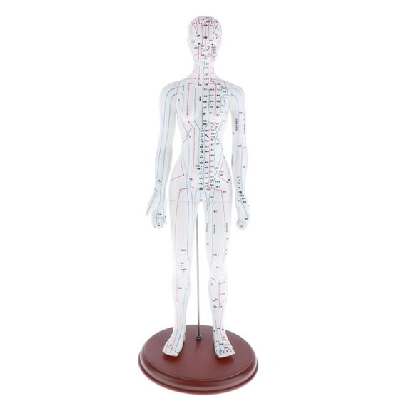Zxpjkyu Female Human Acupuncture Model Chinese Meridian Model with Points, Height 19