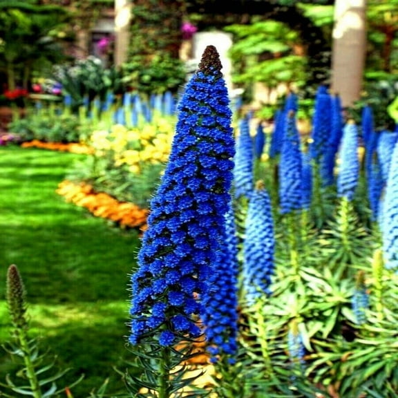 Zya Felix 20 Pride of Madeira Echium Flower Seeds