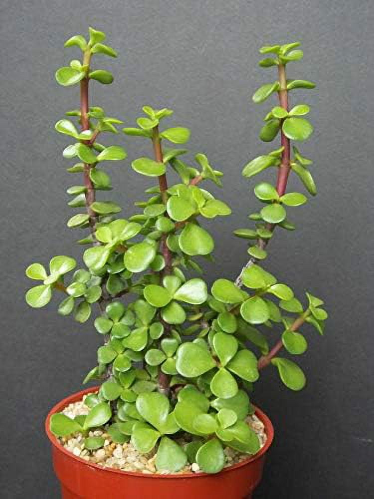 dragon jade plant Dischidia nummularia 'Dragon Jade' Hanging Basket main image 1