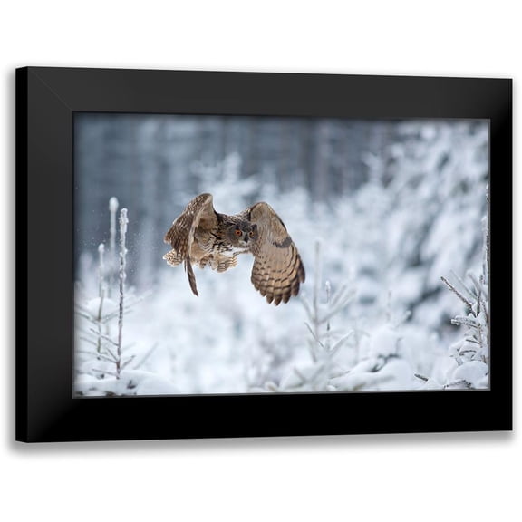 Zygmunt, Milan 14x11 Black Modern Framed Museum Art Print Titled - Eurasian Eagle-Owl