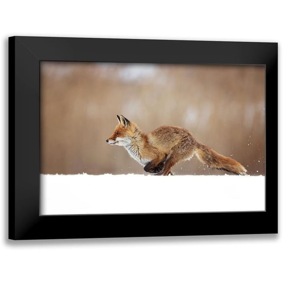Zygmunt, Milan 14x11 Black Modern Framed Museum Art Print Titled - Red Fox