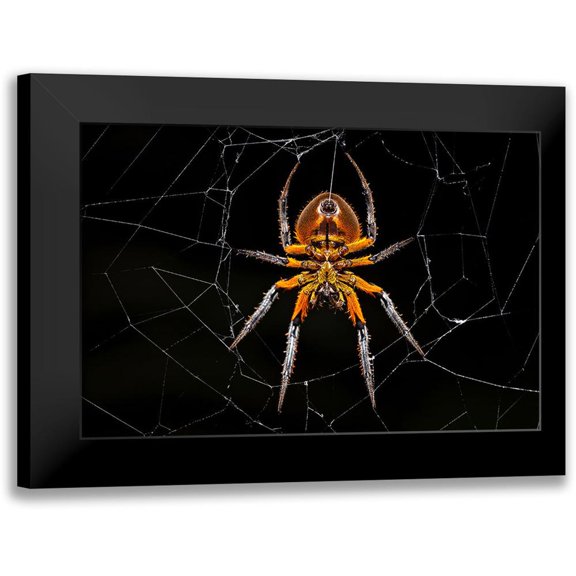 Zygmunt, Milan 14x11 Black Modern Framed Museum Art Print Titled - Tropical Orb Weaver
