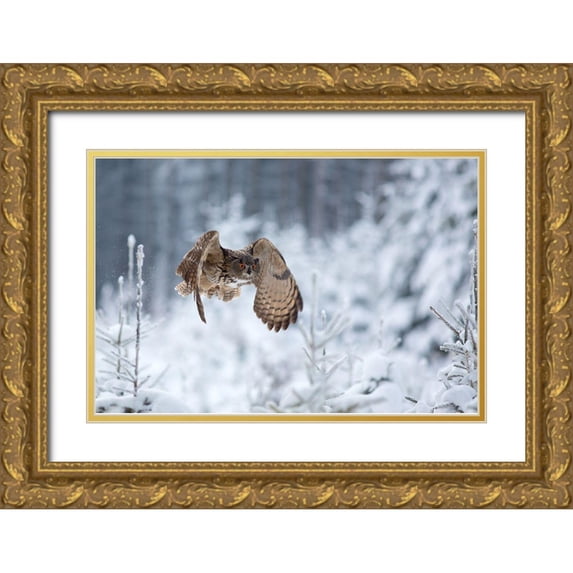 Zygmunt, Milan 14x11 Gold Ornate Wood Framed with Double Matting Museum Art Print Titled - Eurasian Eagle-Owl
