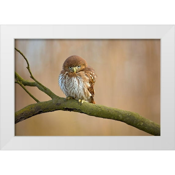 Zygmunt, Milan 14x11 White Modern Wood Framed Museum Art Print Titled - Ferruginous Pygmy Owl