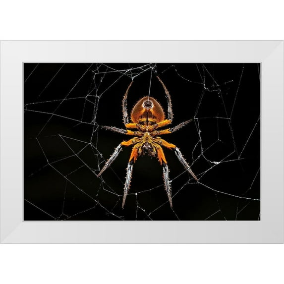 Zygmunt, Milan 14x11 White Modern Wood Framed Museum Art Print Titled - Tropical Orb Weaver