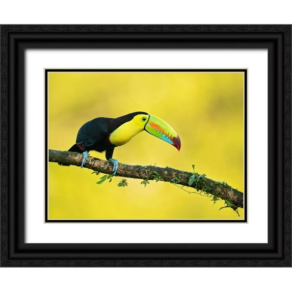 Zygmunt, Milan 14x12 Black Ornate Wood Framed with Double Matting Museum Art Print Titled - Keel-Billed Toucan