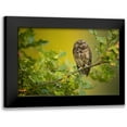 thumbnail image 1 of Zygmunt, Milan 18x13 Black Modern Framed Museum Art Print Titled - Eurasian Scops Owl, 1 of 5