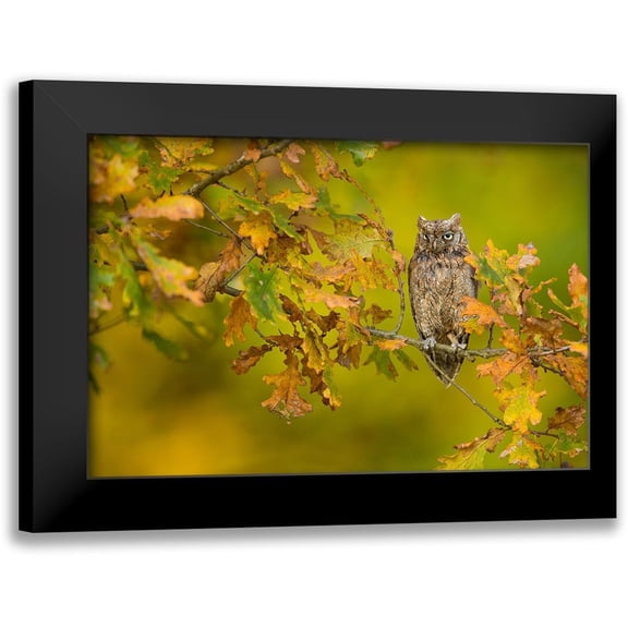 Zygmunt, Milan 18x13 Black Modern Framed Museum Art Print Titled - European Scops Owl