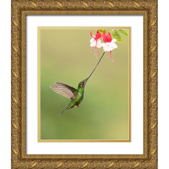 Zygmunt, Milan 26x32 Gold Ornate Wood Framed with Double Matting Museum Art Print Titled - Sword-Billed Hummingbird