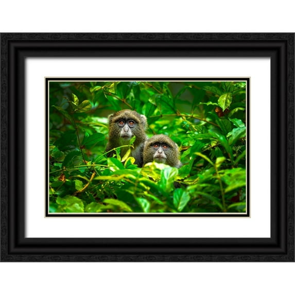 Zygmunt, Milan 32x23 Black Ornate Wood Framed with Double Matting Museum Art Print Titled - Blue Monkey