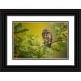 thumbnail image 1 of Zygmunt, Milan 32x23 Black Ornate Wood Framed with Double Matting Museum Art Print Titled - Eurasian Scops Owl, 1 of 4
