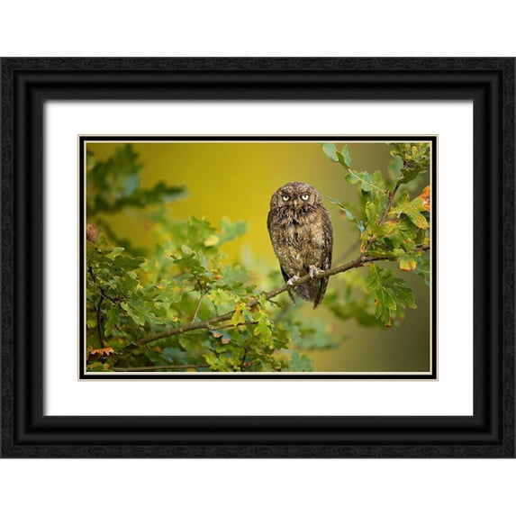 Zygmunt, Milan 32x23 Black Ornate Wood Framed with Double Matting Museum Art Print Titled - Eurasian Scops Owl