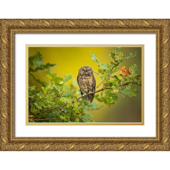Zygmunt, Milan 32x23 Gold Ornate Wood Framed with Double Matting Museum Art Print Titled - Eurasian Scops Owl
