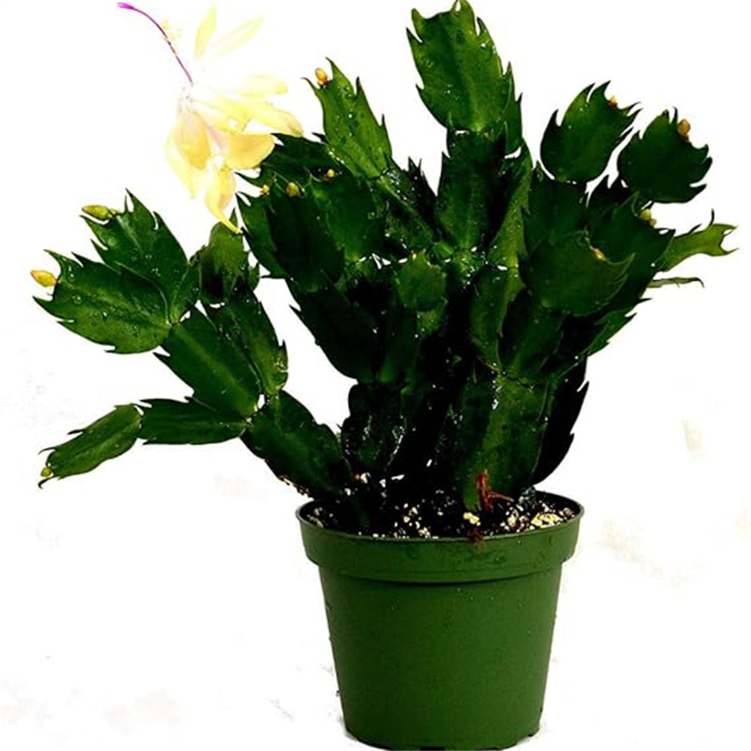 Zygocactus (4" Pot) Cat Safe Plants Indoor Inside Plants Plants Live Houseplants Indoor Plants
