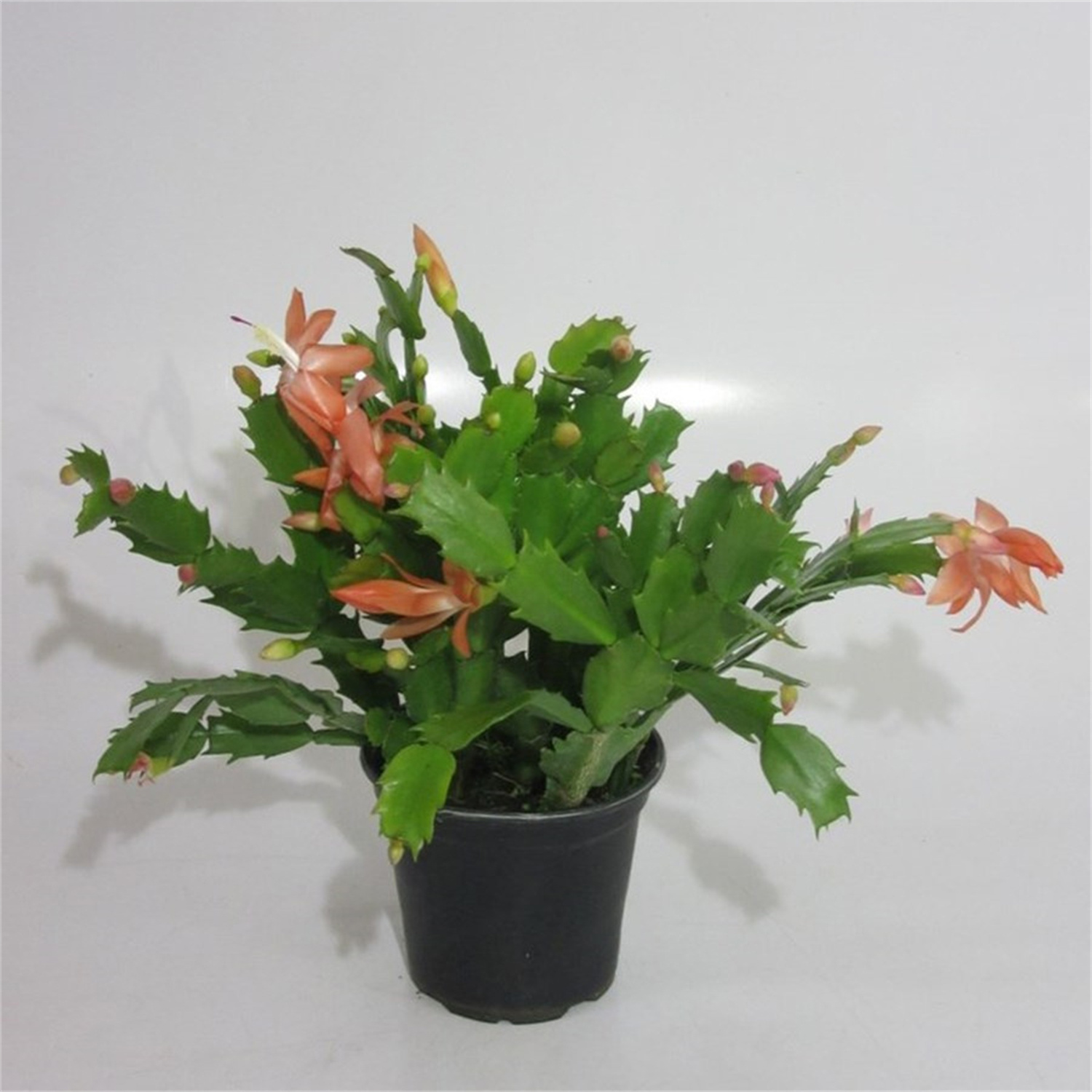 Zygocactus (4" Pot) Christmas Cactus Potting Soil Live Houseplants Live