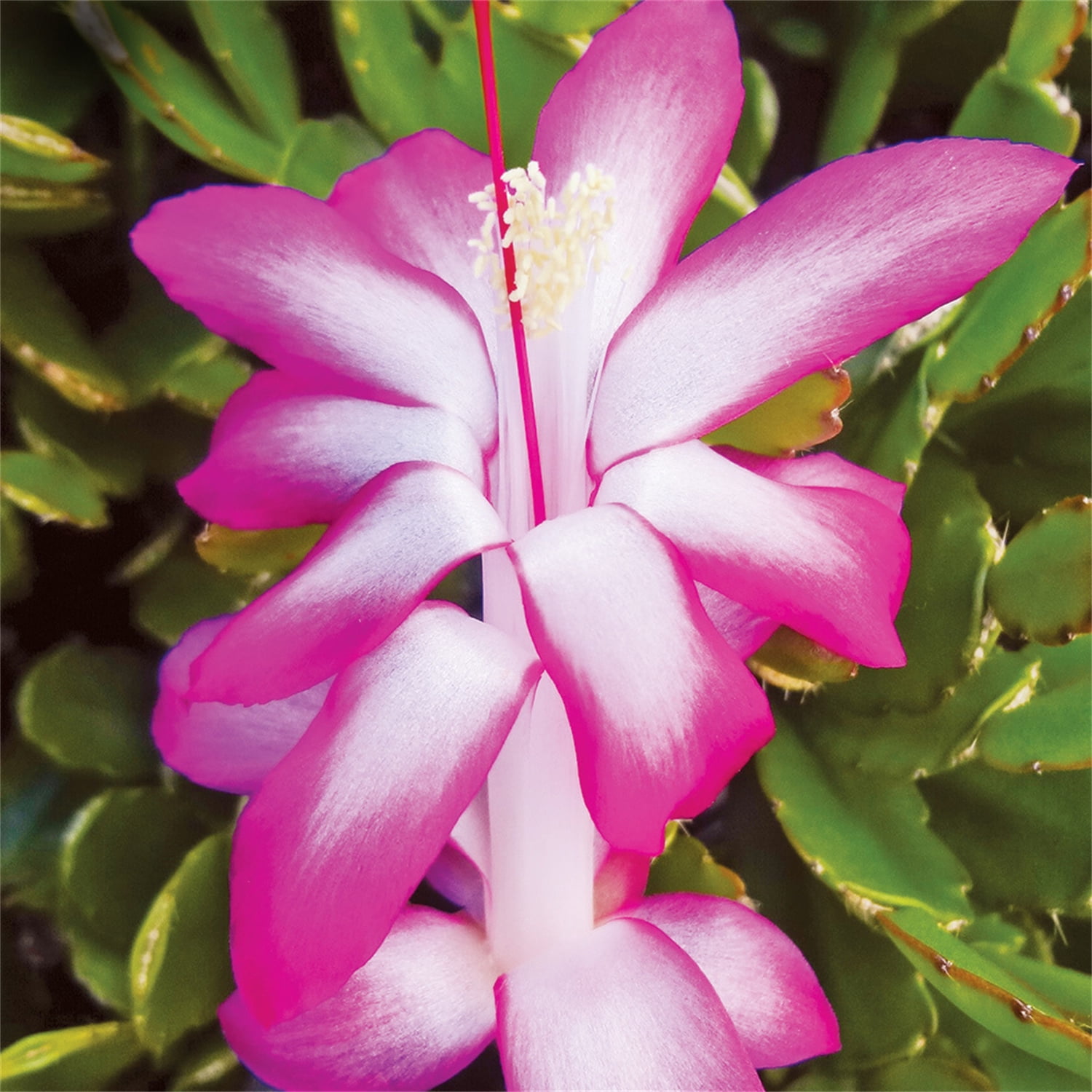 Zygocactus (4" Pot) Crown Of Thorns Plant Indoor Flowering Plants Indoor House Plants Crown Of