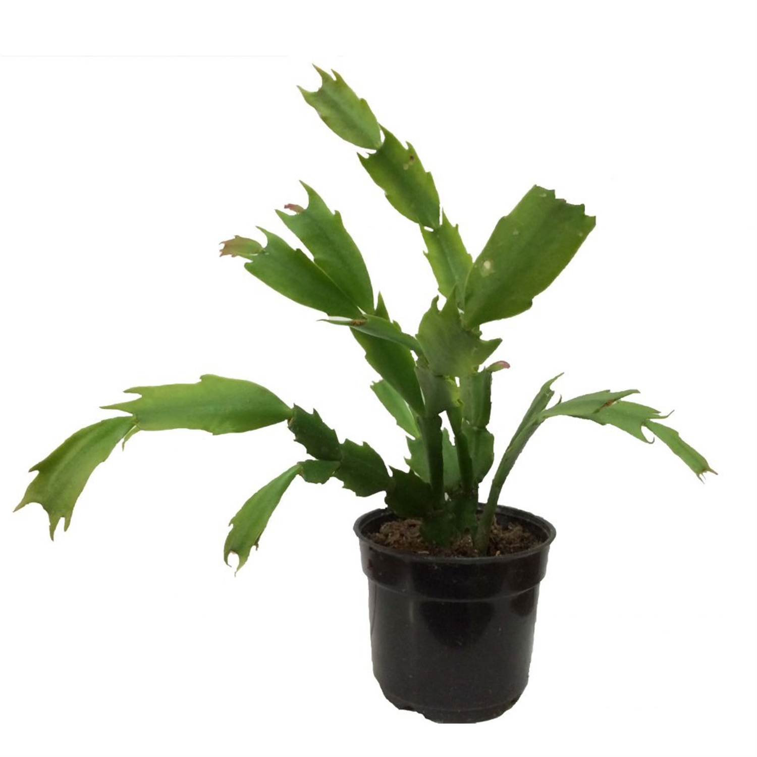 Zygocactus (4" Pot) Indoor Plants Live Houseplants Clearance Cacti Indoor Plants Rare Plants