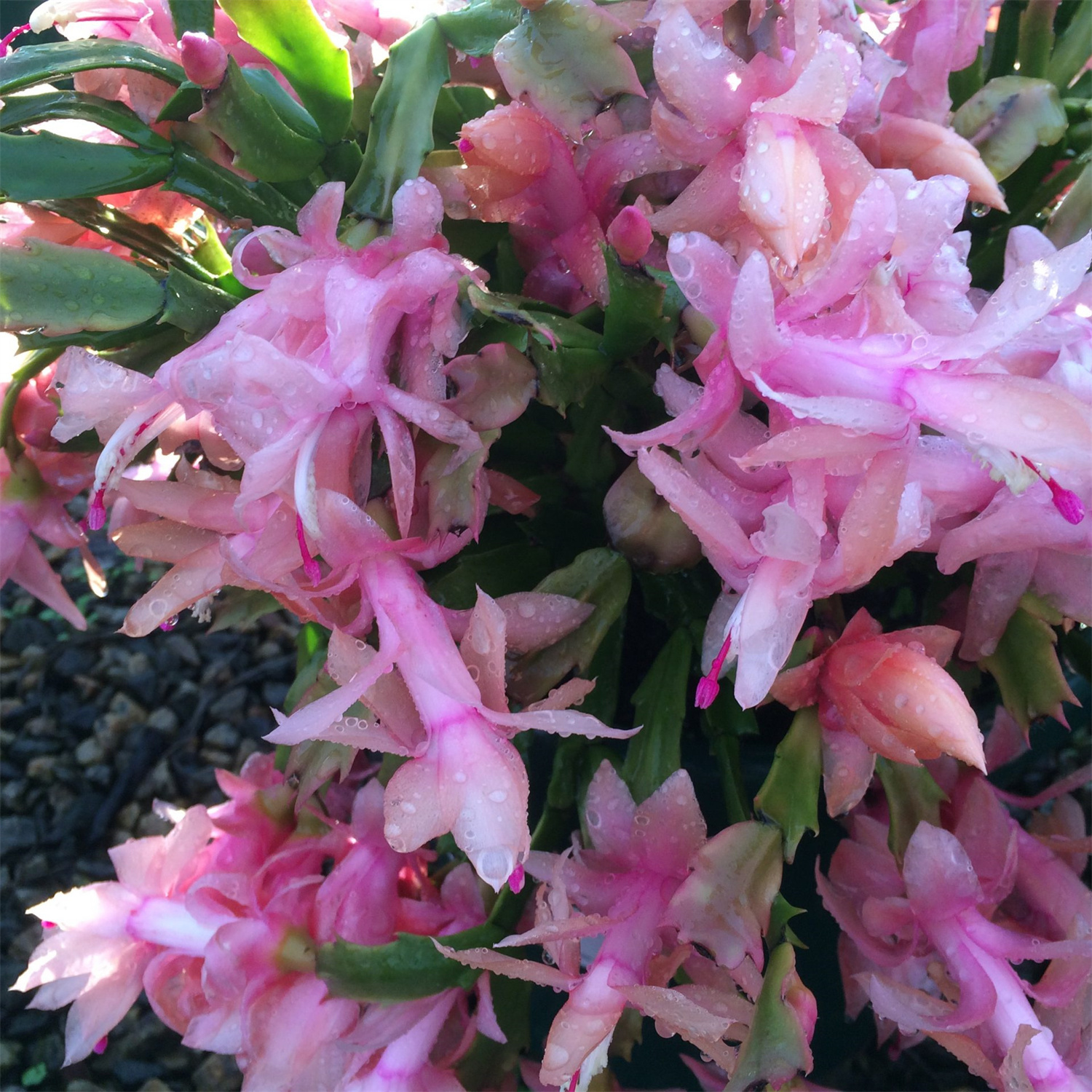 Zygocactus (4" Pot) Plant Indoor Live House Plants Live Live Plant Delivery Plant Indoor Live