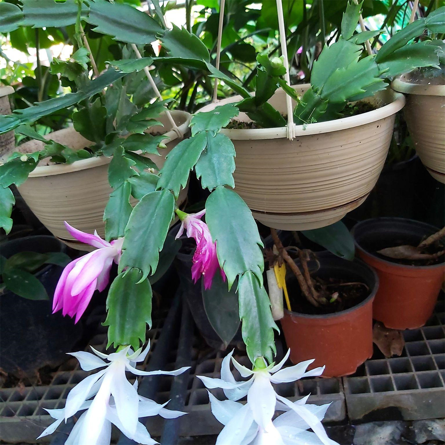 Zygocactus (4" Pot) San Pedro Cactus Indoor Flowering Plants Cactus Plants San Pedro Cactus