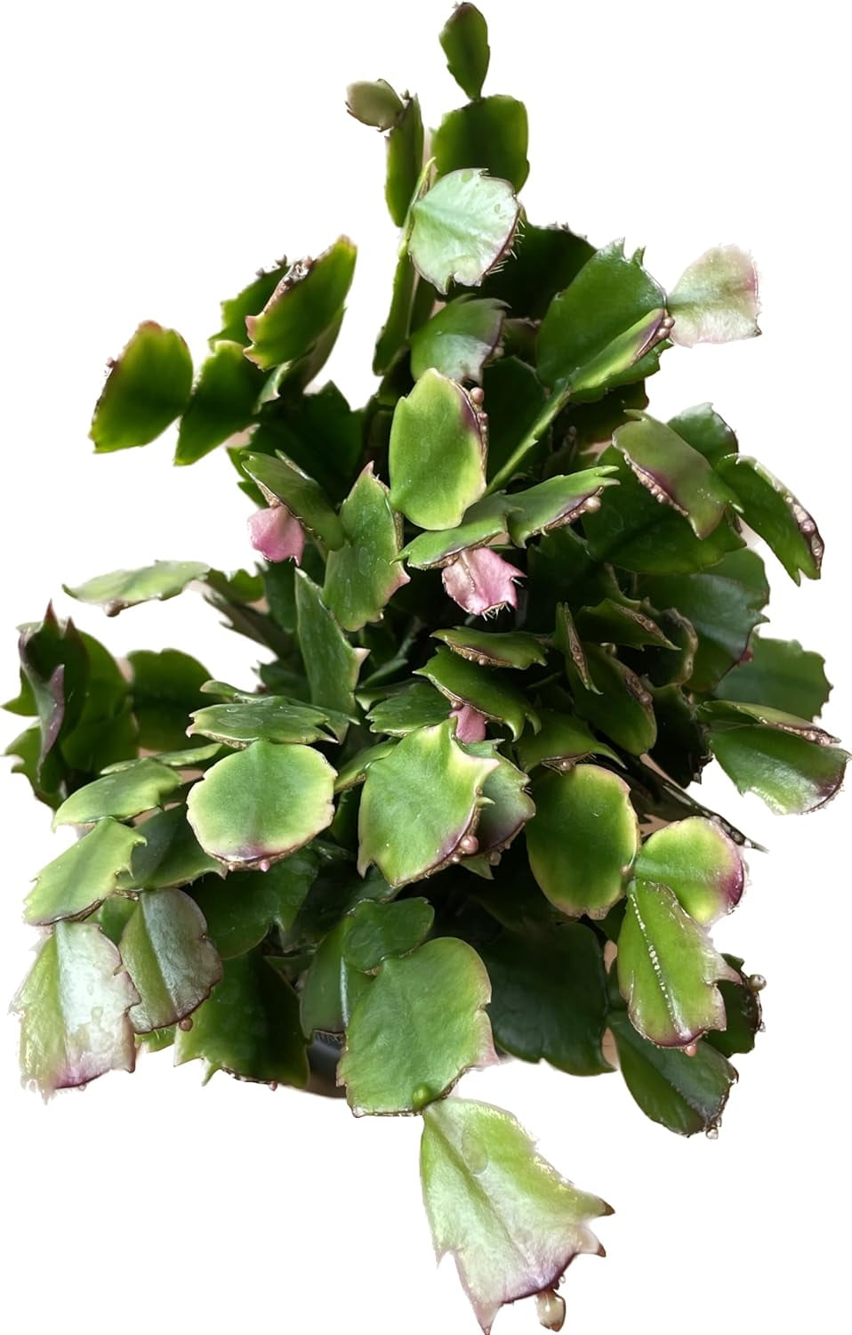 Zygocactus 'Christmas Cactus' Festive Holiday Bloomer in Red Indoor