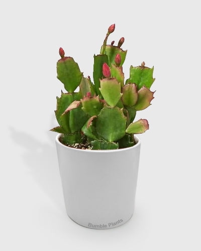 Zygocactus 'Christmas Cactus' - Live Air-Purifying Indoor Plant in Nursery Pot – Easy Care, Low Maintenance Houseplant for Home & Office Decor, Natural Air Cleaner, Best for Beginners (4"Pot, Red)