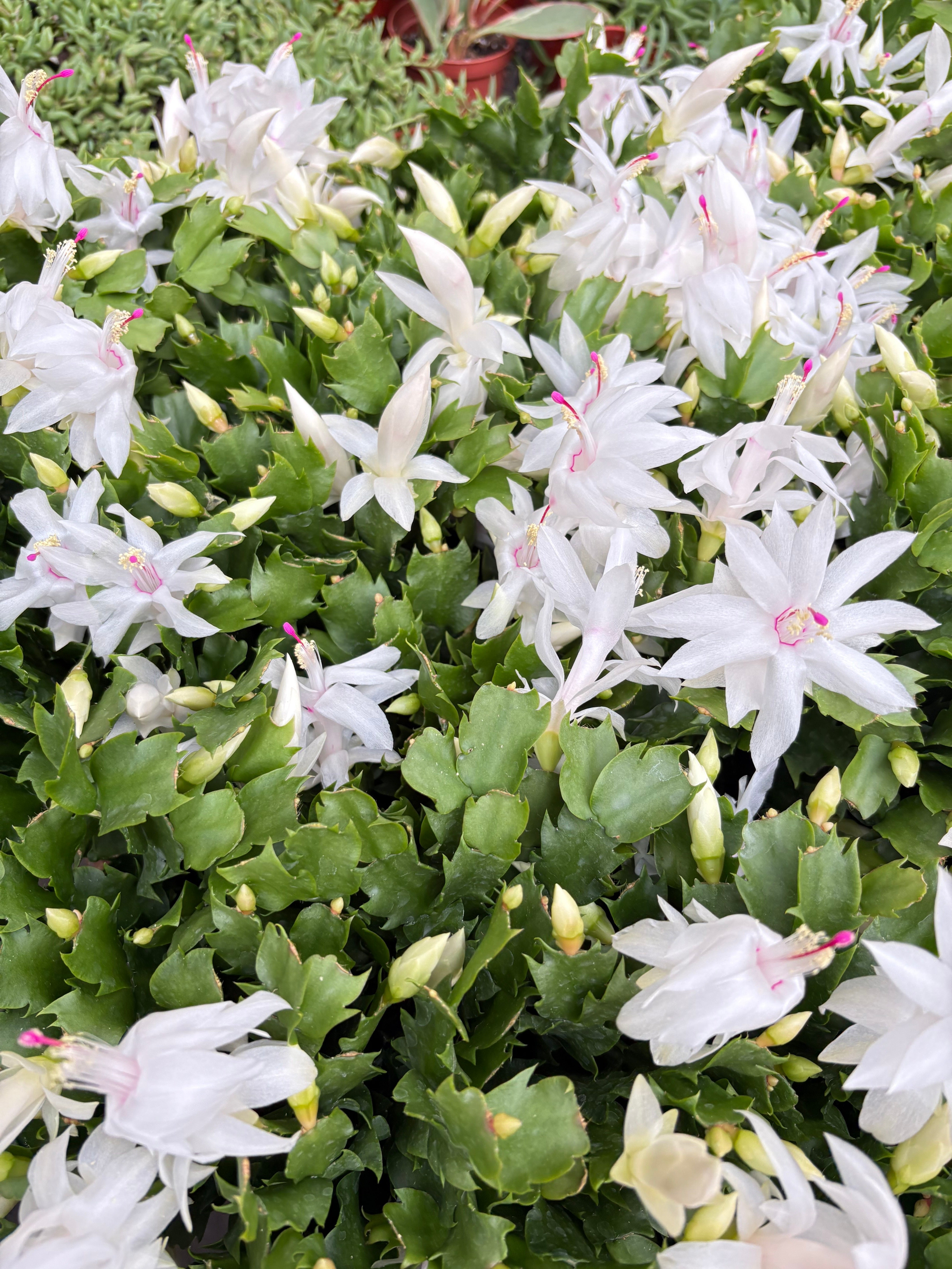 Zygocactus 'Christmas Cactus' - Live Air-Purifying Indoor Plant in Nursery Pot – Easy Care, Low Maintenance Houseplant for Home & Office Decor, Natural Air Cleaner, Best for Beginners (6"Pot, White)