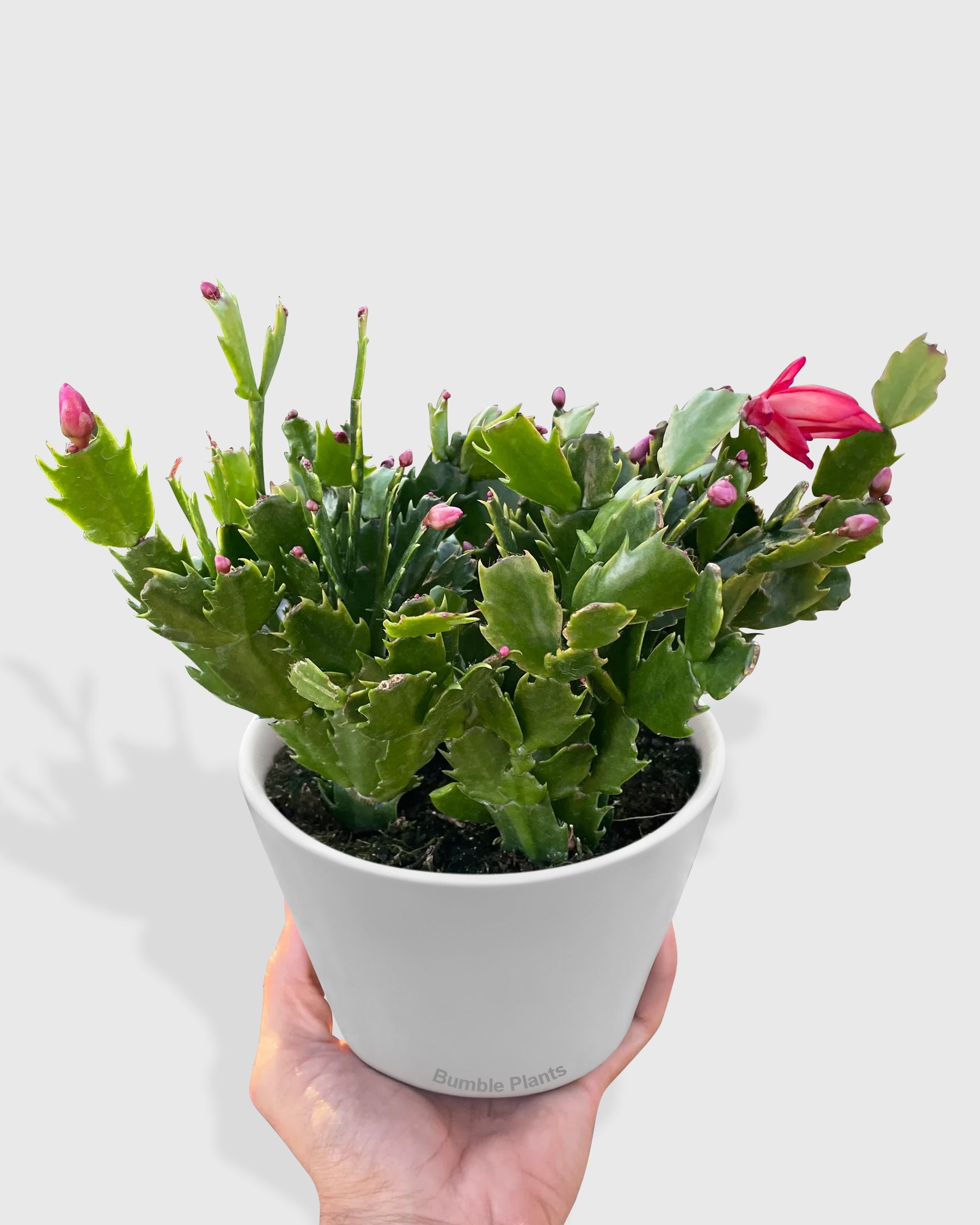 Zygocactus 'Christmas Cactus' - Live Air-Purifying Indoor Plant in Nursery Pot – Easy Care, Low Maintenance Houseplant for Home & Office Decor, Natural Air Cleaner, Best for Beginners (6"Pot, Red)
