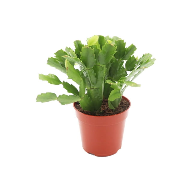 California Tropicals Zygocactus Christmas Cactus Red Fully Rooted 4