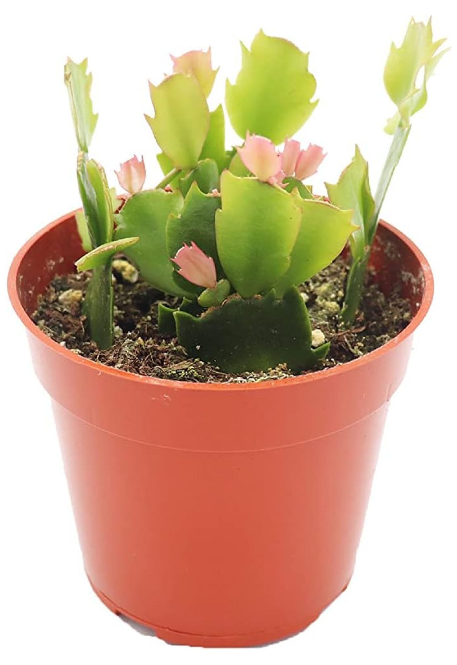 Zygocactus Yellow (Golden Dancer) Christmas Cactus 4'' from Drevy