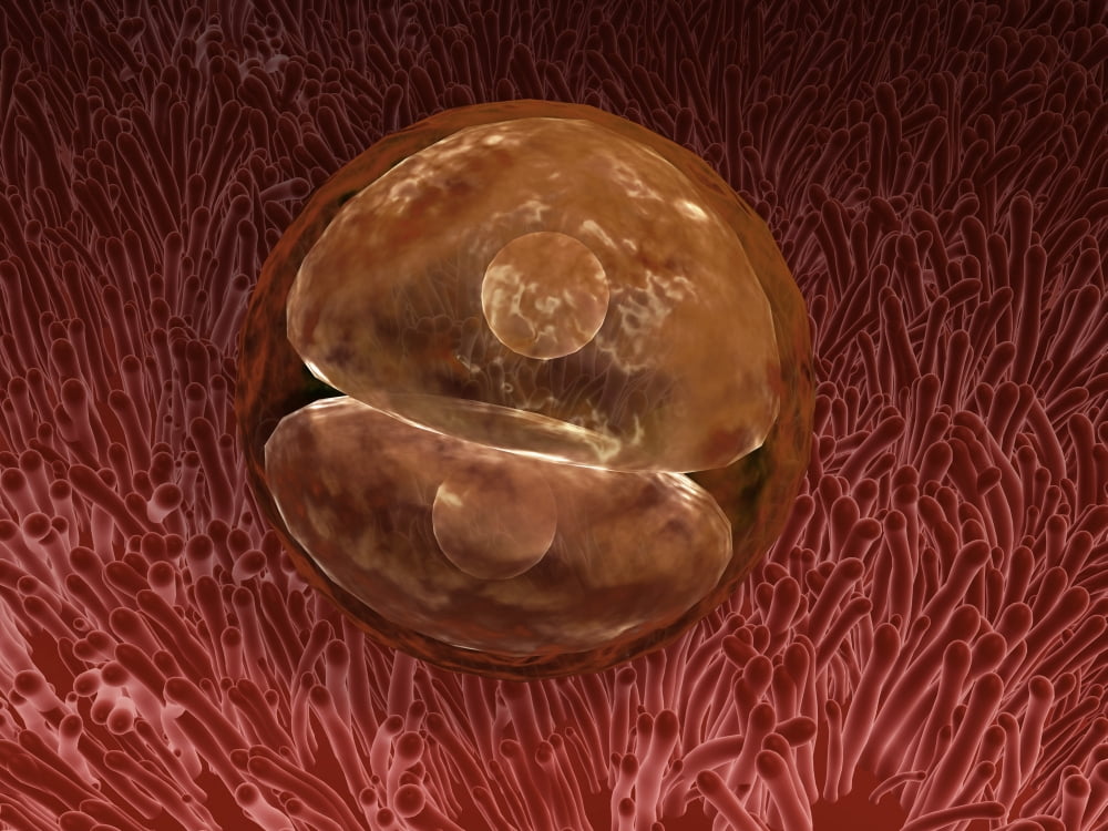 Zygote development 24-36 hours after fertilization Canvas Art - Stocktrek Images (33 x 25)