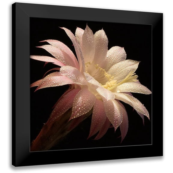 Zywucki, B. 12x12 Black Modern Framed Museum Art Print Titled - Dewdrops II