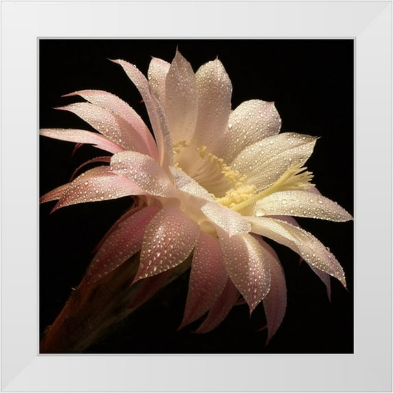 Zywucki, B. 26x26 White Modern Wood Framed Museum Art Print Titled - Dewdrops II