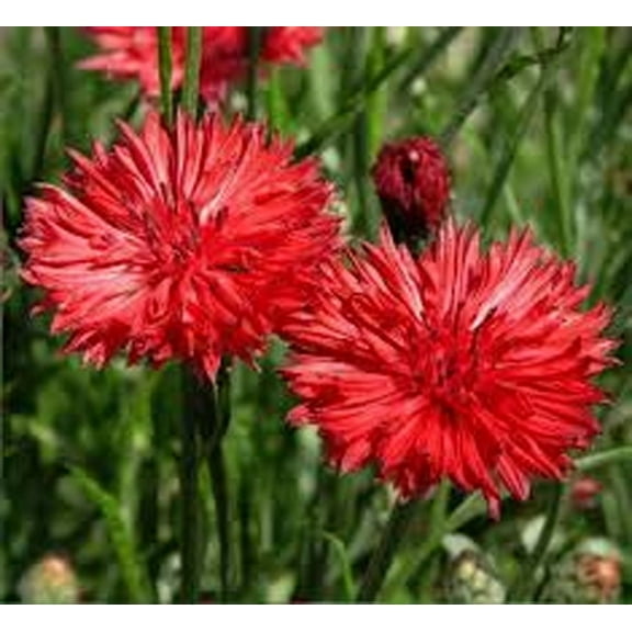 achelor Button, Tall Red Seeds, 500 Seeds, Beautiful Bright Red Colored Blooms.