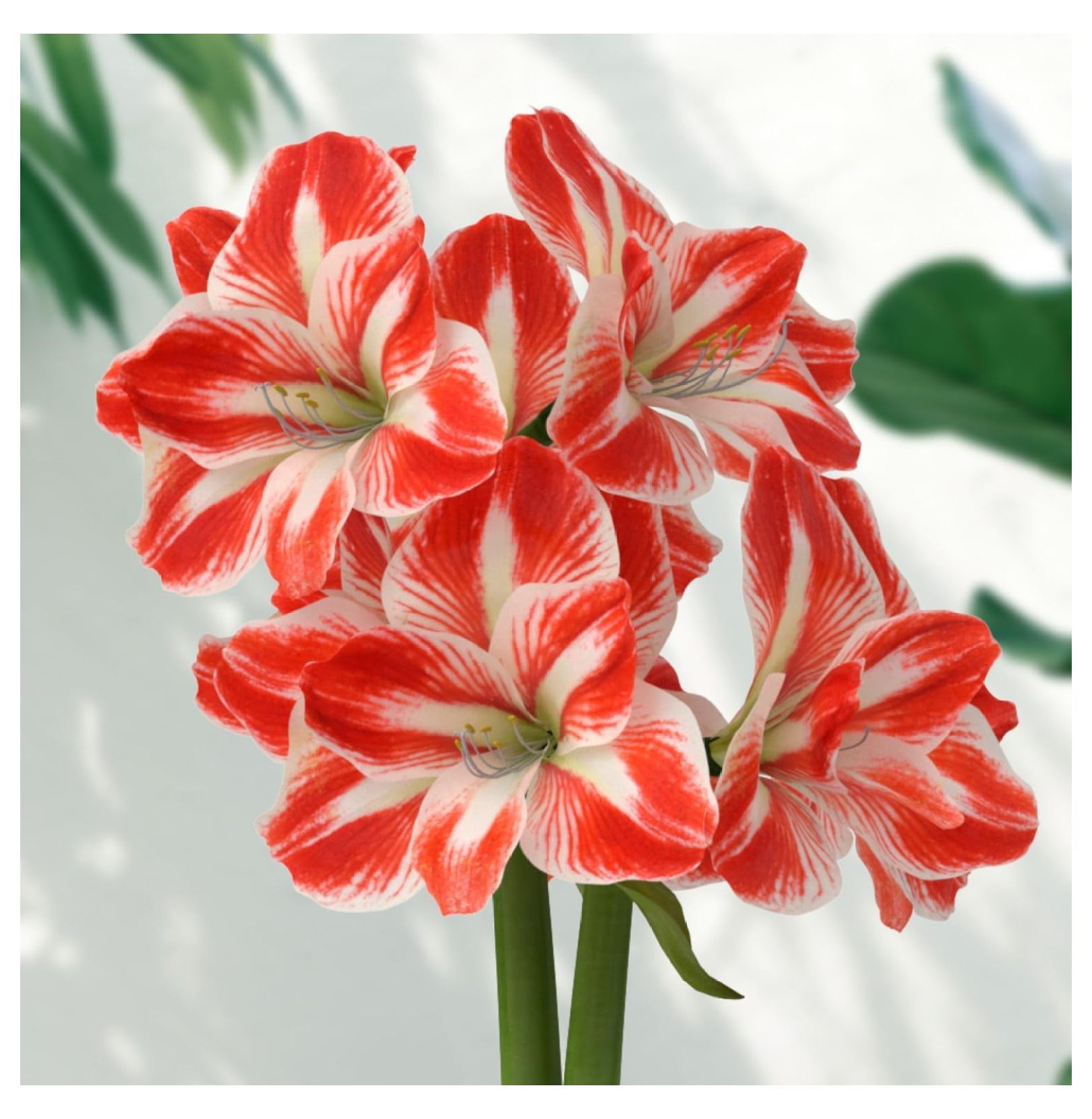 aker 5 Pack 'Minerva' Amaryllis Bulbs, Red with White s, Easy Planting ...