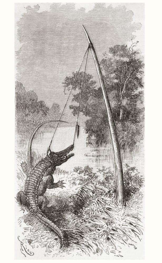 An alligator trap on the Oyapock or Oiapoque River which forms the border of French Guiana and Brazil South America After a 19th century drawing From Am Canvas Art - Ken Welsh  Design Pics (11 x 17)