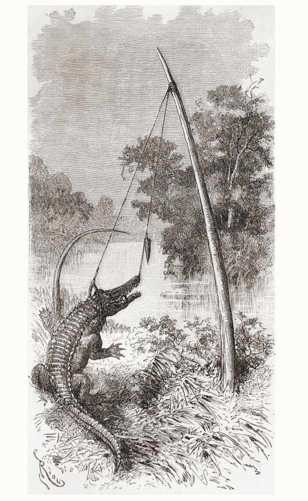 An alligator trap on the Oyapock or Oiapoque River which forms the border of French Guiana and Brazil South America After a 19th century drawing From Am Canvas Art - Ken Welsh Design Pics (22 x 34)