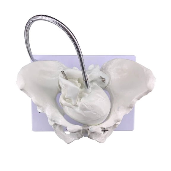 amagogo Bony Pelvis Model Birth Demonstration Model Fetal Model PVC Durable Adjustable Positioning for Midwifery Programs and Skills Labs