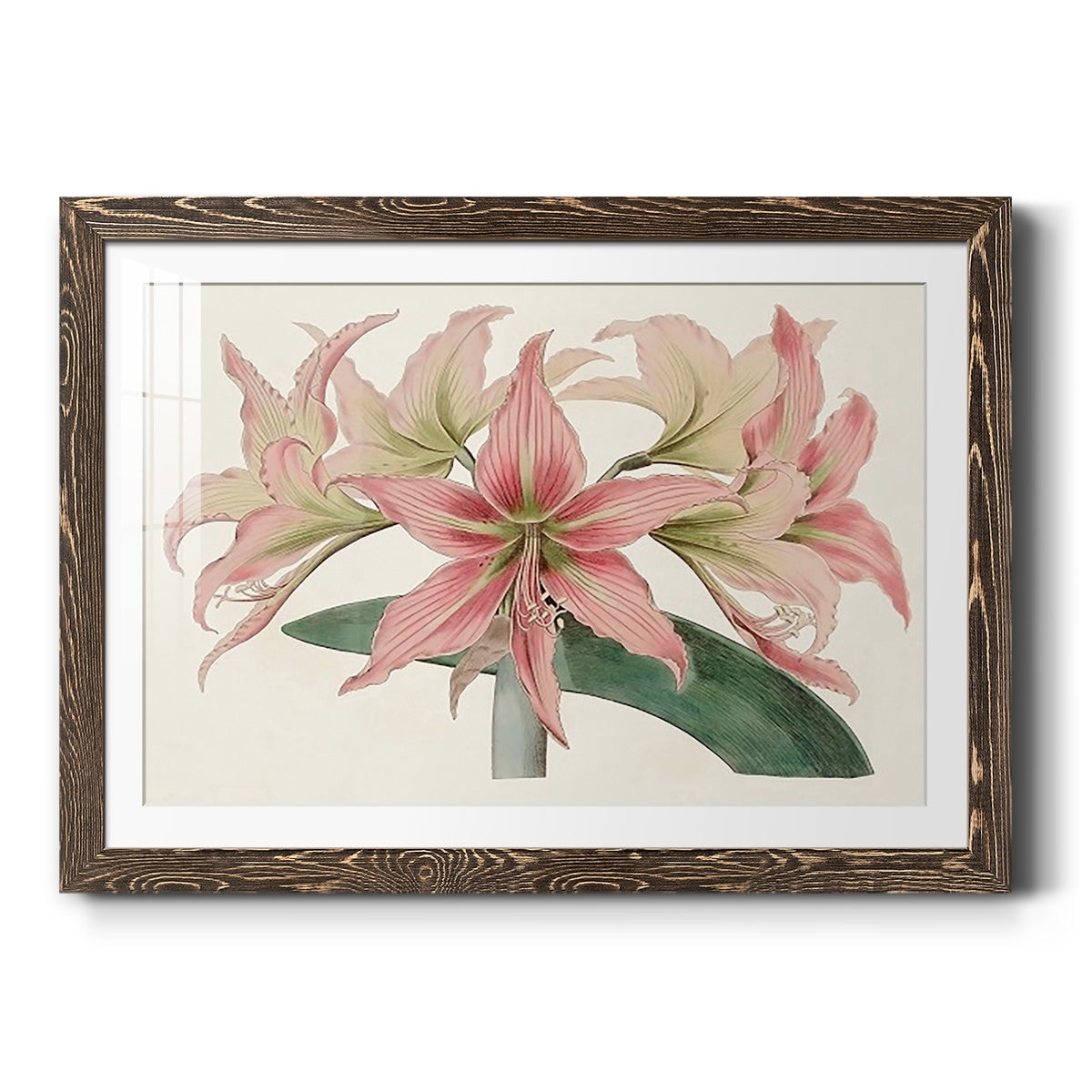 Amaryllis Varietals I-Premium Framed Print - Ready to Hang