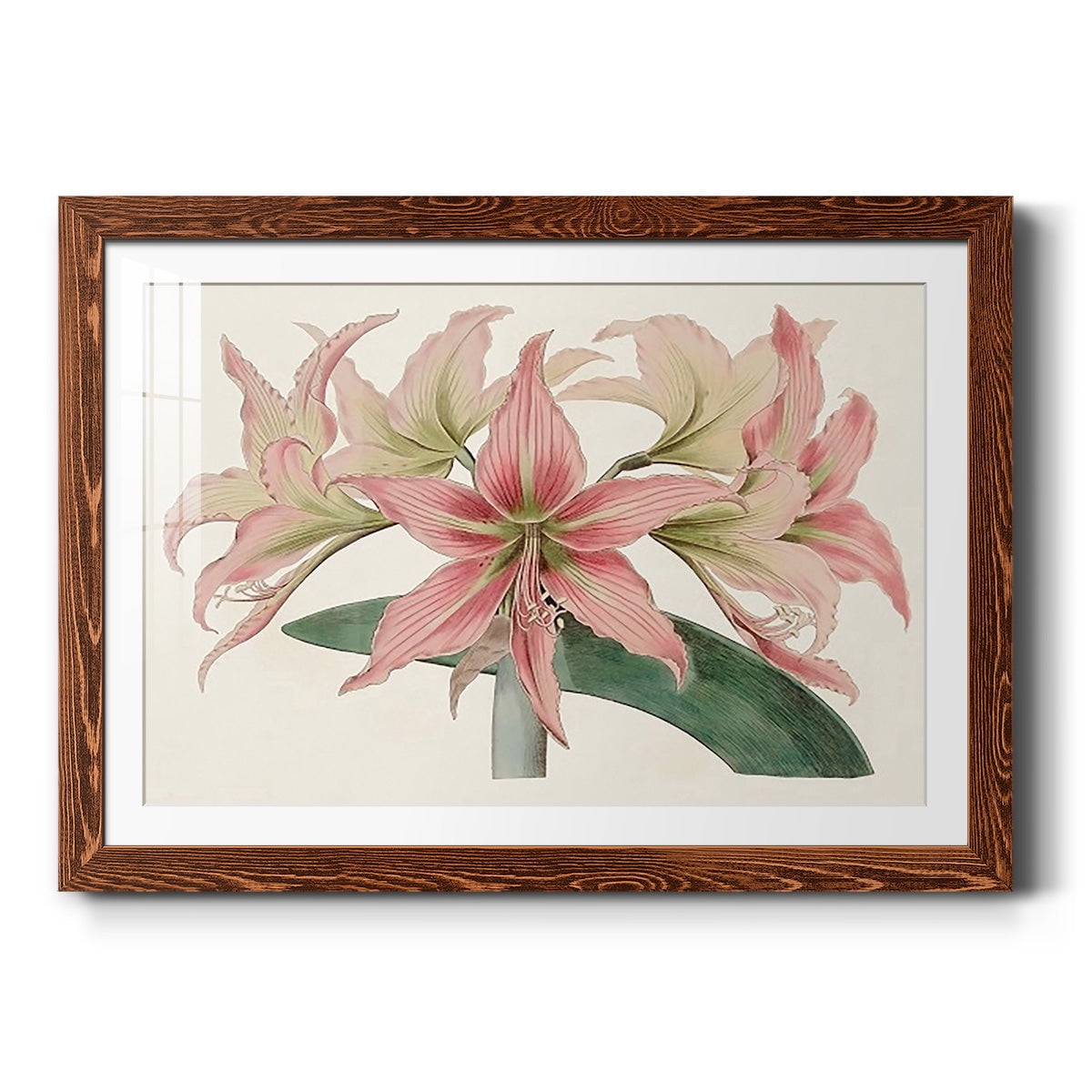 Amaryllis Varietals I-Premium Framed Print - Ready to Hang
