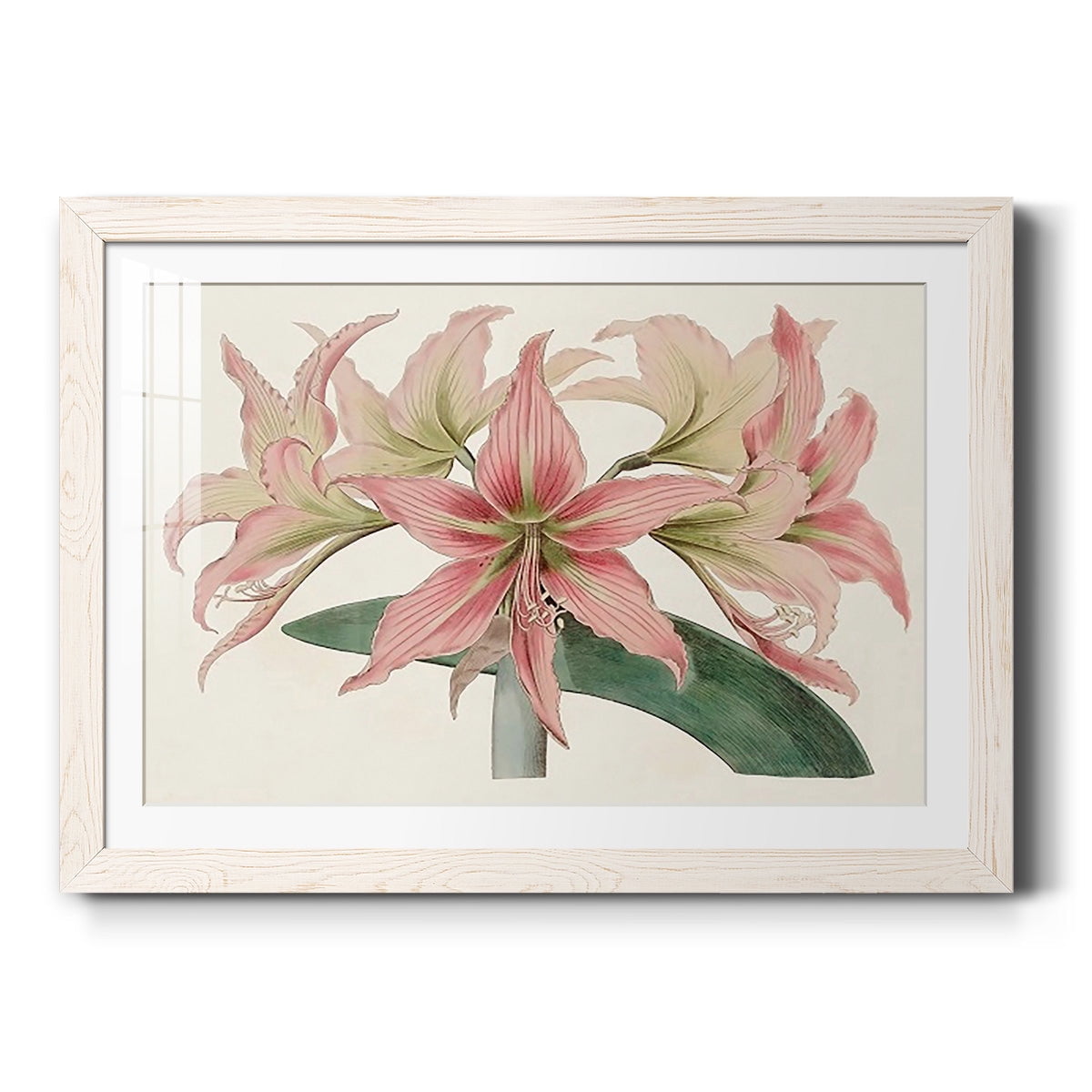 Amaryllis Varietals I-Premium Framed Print - Ready to Hang