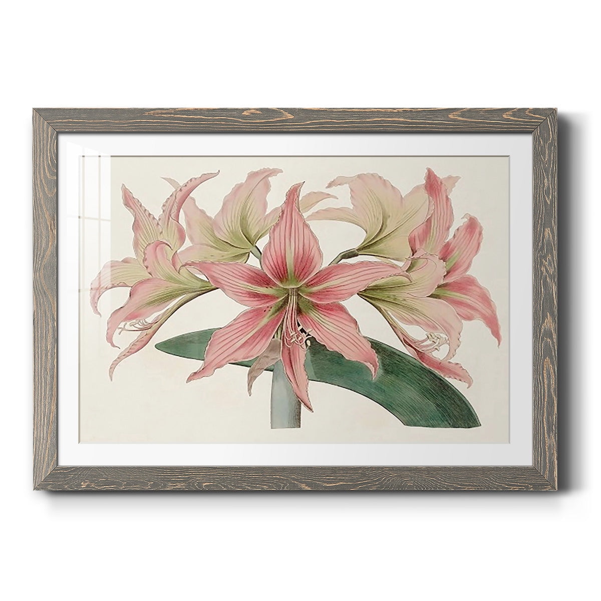 Amaryllis Varietals I-Premium Framed Print - Ready to Hang
