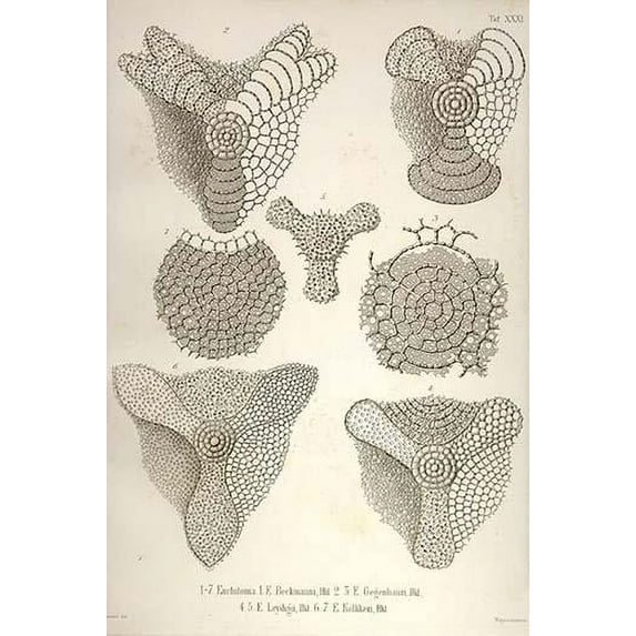 amoeboid holoplanktonic protozoans called Radiolaria with mineral skeleton with an inner endoplasm and ectoplasm Poster Print by Ernst Haeckel (18 x 24)
